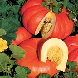 Calabaza Rouge Vif d'Etampes